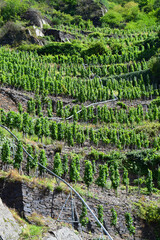 
Terraced vineyards on the steep slopes on hills of Ahr valley, Germany - vines and winemaking, with a metal bar for carriage during harvest time