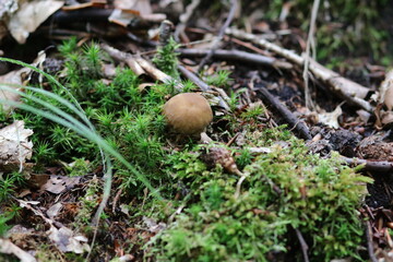 Steinpilz Pilz boletus edulis