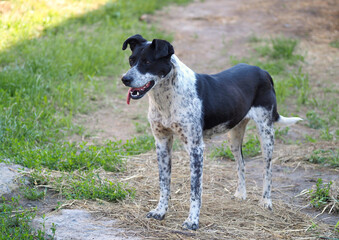 Crossbred dog of the original color outdoors