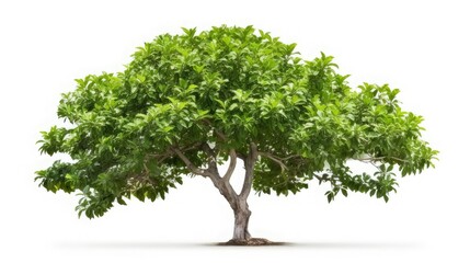 High-definition collection of white potted ficus tree isolated on a white background