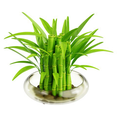 Lucky Bamboo Indoor Plant 3D illustration