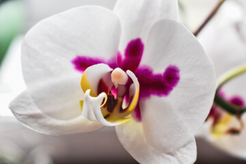 Orchid flower in interior, phalaenopsis