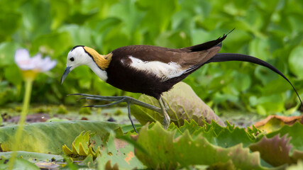 pheasent-tailed jacana