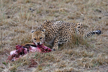 Leopard eats a freshly caught Thompson's antelope. Kenya
