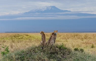 Crédence en verre imprimé Kilimandjaro Pair of leopards on Kilimanjaro mount background in National park of Kenya, Africa