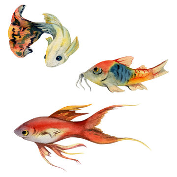 Hand drawn watercolor aquarium tropical fish guppy and sealife. Marine exotic underwater illustration. Isolated object on white background. Design for shops, brochure, print, card, wall art, textile.