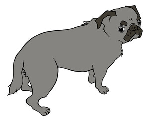 しっぽが垂れ下がった黒パグ