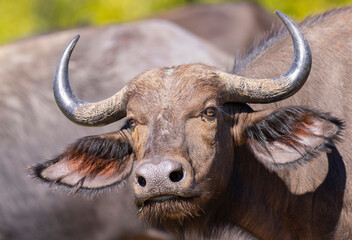 Close up view of Buffalo grazing in natural African bush land habitat