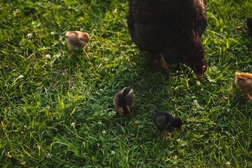 Baby chickens with their mother hen on a small farm in Ontario, Canada.
