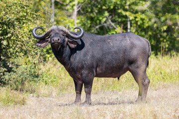 Buffalo grazing in natural African bush land habitat