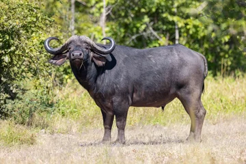 Fotobehang Buffalo grazing in natural African bush land habitat © hyserb