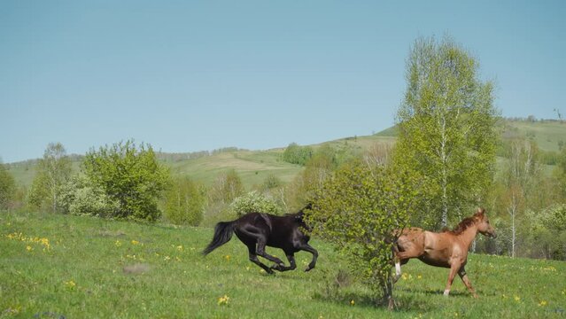 Purebred dark and buckskin horses run and play on field