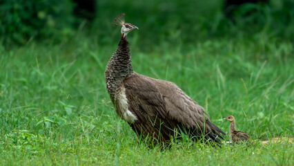 Indian peafowl (Pavo cristatus). Peahen with chick