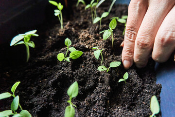 Crop gardener planting seedlings in soil of pot