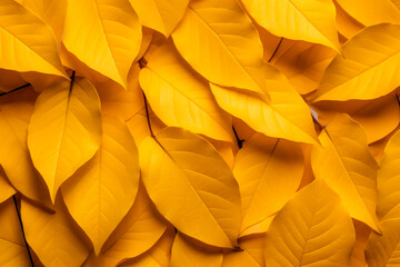 Fototapeta premium Yellow foliage