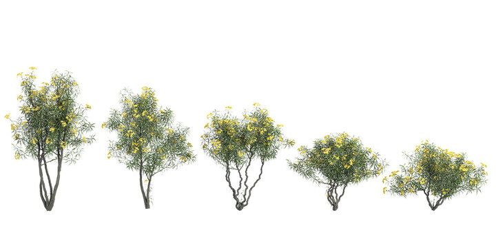 Collection of Cascabela thevetia, Yellow oleander on isolated transparent background
