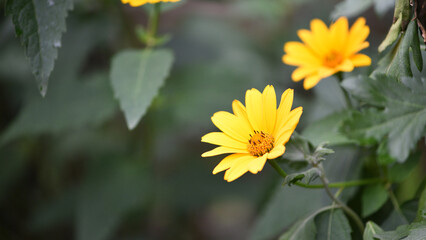 yellow chamomile flowers in the garden. yellow daisy on a beautiful blurred green background, close-up. yellow flowers on the flowerbed. floral background. bright chamomile in spring or summer.