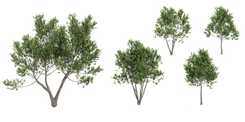 Collection of Laurus nobilis ,Bay laurel on isolated transparent background