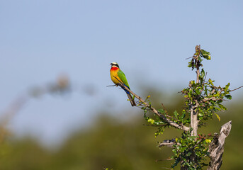White-fronted bee-eater bird perched in a tree in natural African habitat 