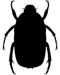 beetle silhouette