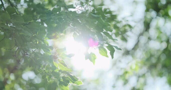Green leaves forest in summer morning sunlight. Sun rays break through fresh foliage branch. Bright green trees leaves waving in wind. Beautiful bokeh background. Sun shining. Abstract slow motion