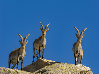 Cabras montesas en Guadarrama