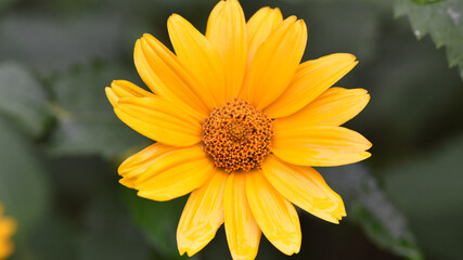 yellow chamomile flowers in the garden. yellow daisy on a beautiful blurred green background, close-up. yellow flowers on the flowerbed. floral background. bright chamomile isolated, close-up