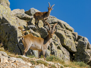 Cabras montesas en Guadarrama