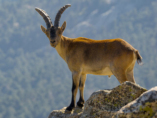 Cabras montesas en Guadarrama