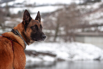 Un malinois dans la neige