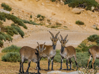 Cabras montesas en Guadarrama
