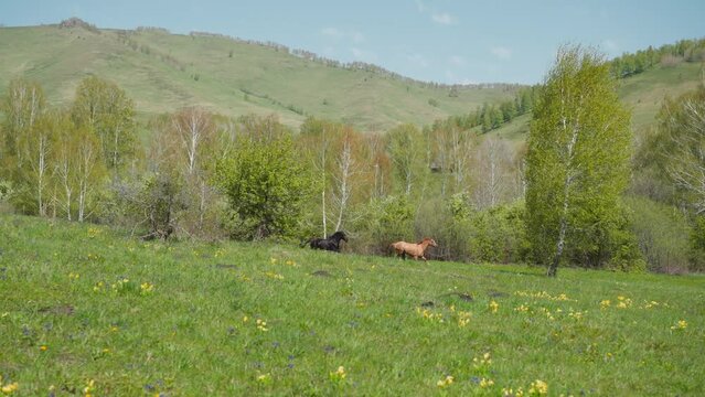 Luxury horses run along field under flying drone control