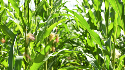 ears of corn and green leaves on a field background close-up. Corn farm. A selective focus picture...