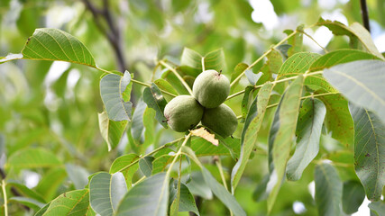 walnut on a branch. Juglans regia, autumn leaves. tree walnut, hard fruits with green peel. weigh...