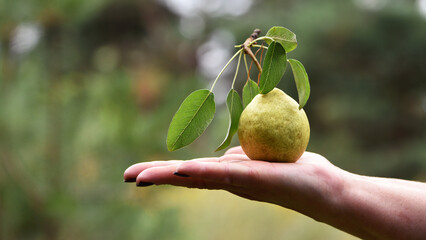 pear in hand. Hand holding fresh bio pears isolated on natural background. Organic fruit for food or pear juice. Healthy food. Pear harvest. a woman's hand holds a fruit, a yellow ripe pear. Eko - obrazy, fototapety, plakaty