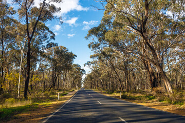 dry forest road