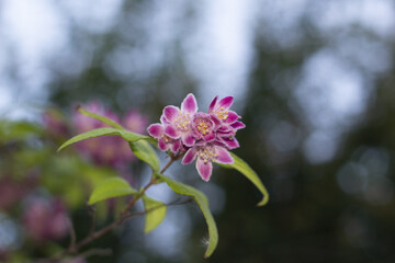 Bunch of pink flowers.