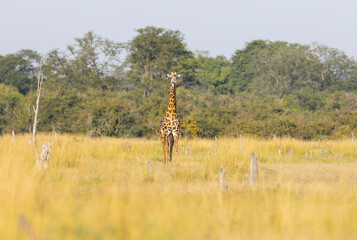 Giraffe close up in East African natural habitat national park area