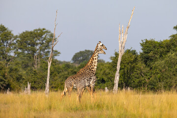 Giraffe close up in East African natural habitat national park area