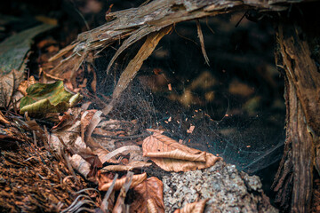 Webbed