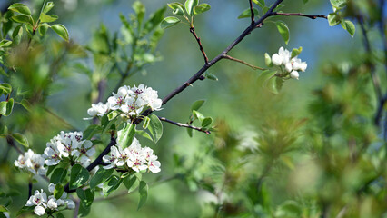 pear flowers. blooming tree in the garden. white delicate flowers and green and young leaves. Springtide. Branches of flowering pears on a green background. close-up. pear in the forest