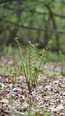 Colorful ferns leaves green foliage natural floral fern background in sunlight. green fern leaves in the forest for background. Natural green fern leaves texture in the forest close up