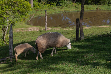 Sheep grazing on green grass in beautiful sunny day.