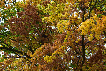 Multi-colored blossoming tree, resembling autumn colors