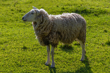 Sheep grazing on green grass in beautiful sunny day.