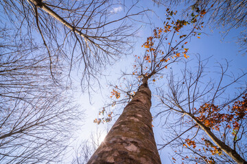 The tops of rubber trees