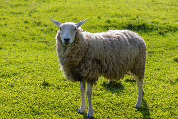 Sheep grazing on green grass in beautiful sunny day.