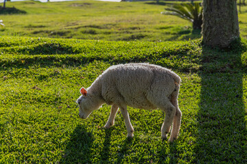 Sheep grazing on green grass in beautiful sunny day.