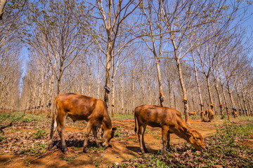 Yellow cow in rubber forest