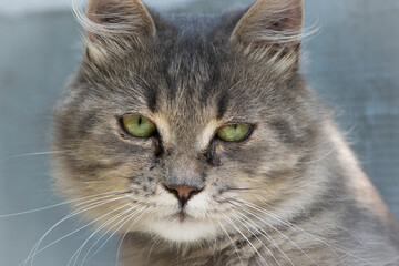 beautiful fluffy kitten. Tabby gray cat outdoors. beautiful kitten, grey cat. a homeless animal with sad eyes. portrait close-up. domestic animal. tears flow from eyes